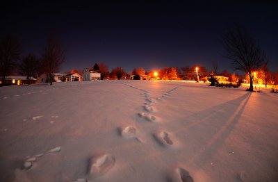 Moonlit Tracks in the Snow