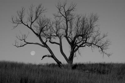 Moon & Tree (B&W)