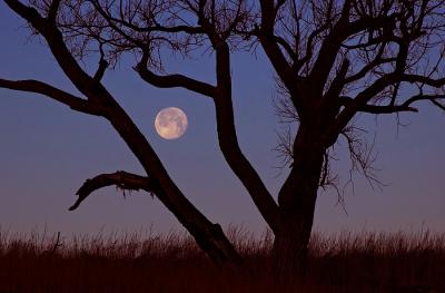 Wolf Moon & Tree (Seat Conservation Area) Exp -2 ev