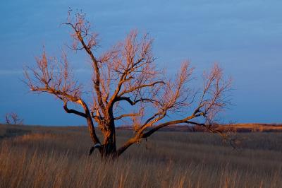 Favorite Tree at Seat Conservation Area