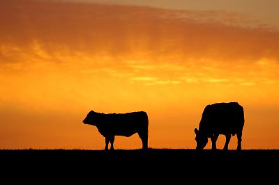 Cattle at Sunrise