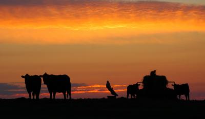 Cattle at Sunrise