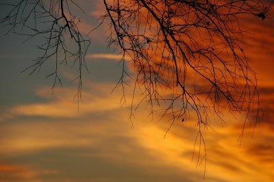 Abstract Tree Sunrise