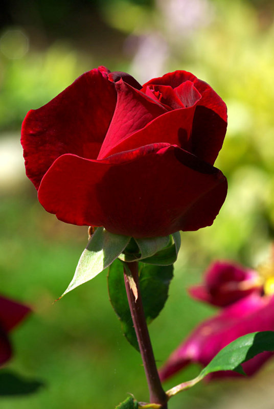 Velvet Red Rose