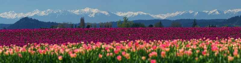 Tulips and Olympic Mtns
