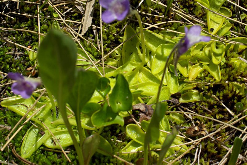 Common butterwort