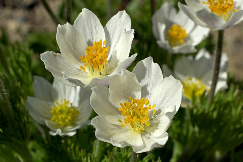 Anemone drummondii