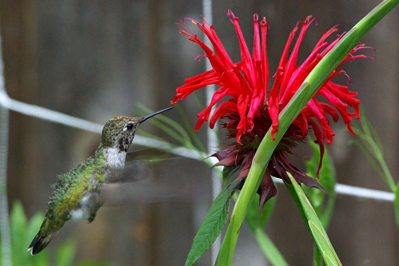 Annas hummingbird