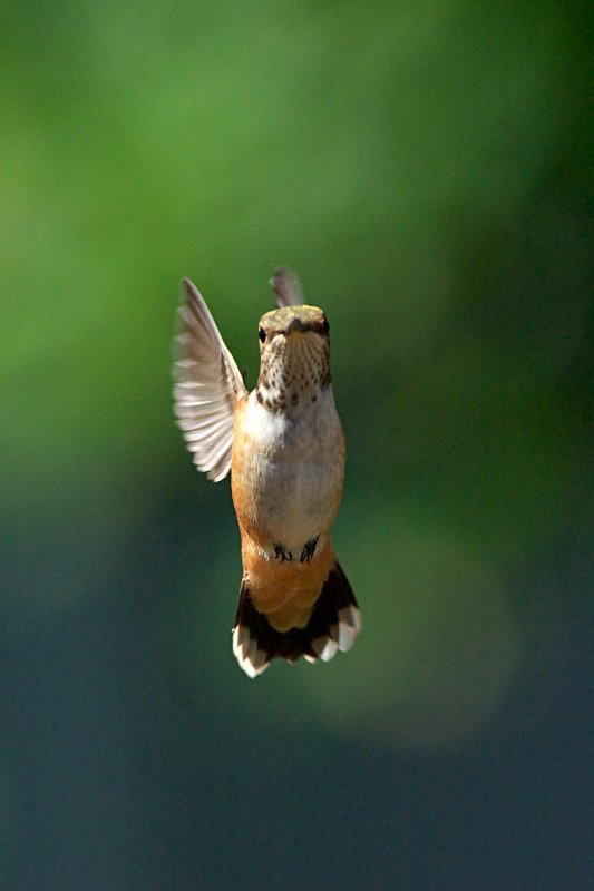 Rufous hummingbird (female)