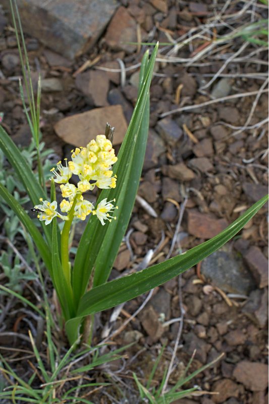 Zigadenus paniculatus