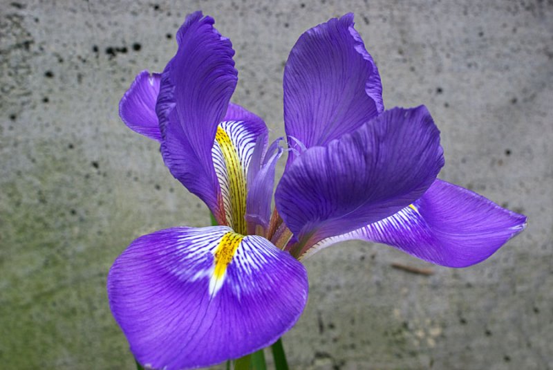 Iris unguicularis