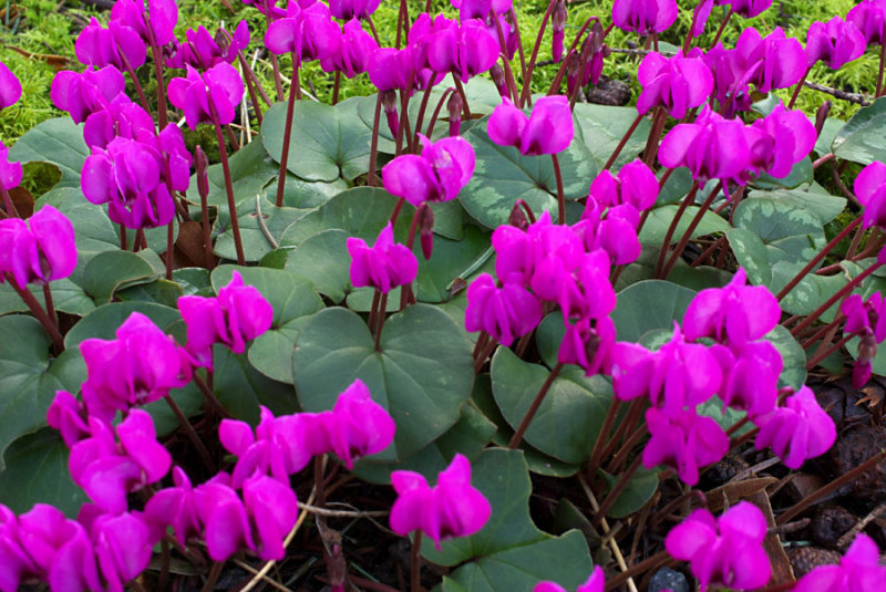 Cyclamen coum