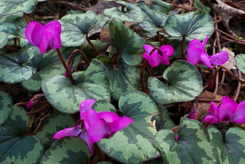 Cyclamen coum