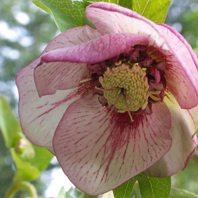 Helleborus x. hybridus