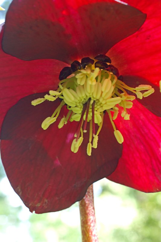 Helleborus x. hybridus