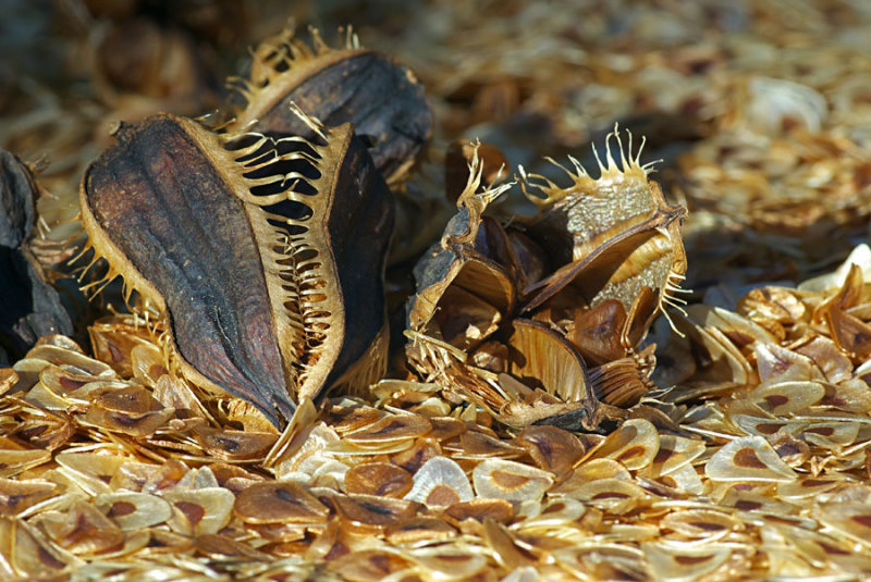Cardiocrinum giganteum