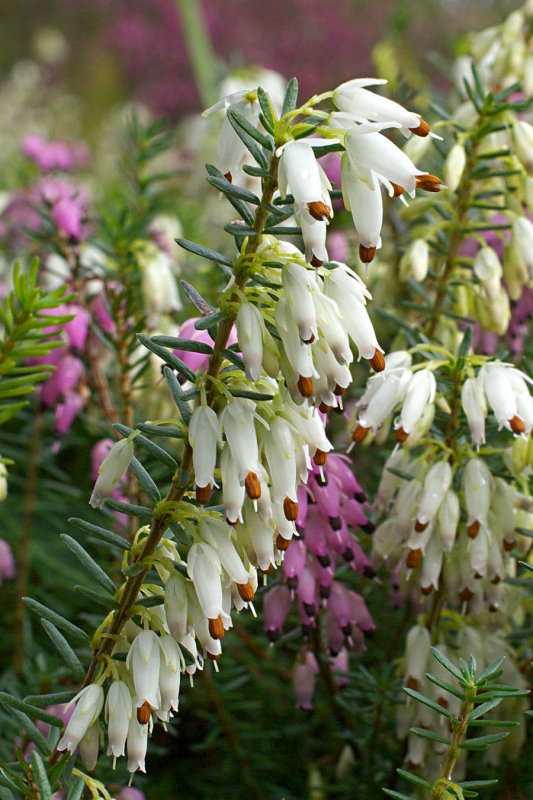 White Heather