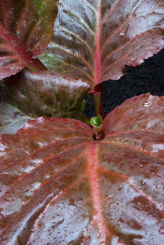 Bergenia Eric Smith