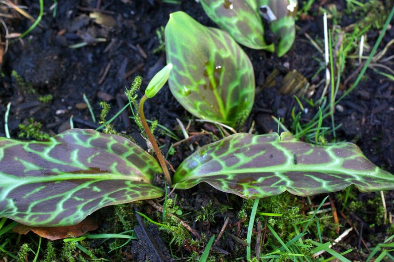 Erythronium revolutum