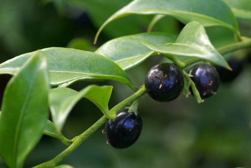 Sarcococca hookeriana var humilis