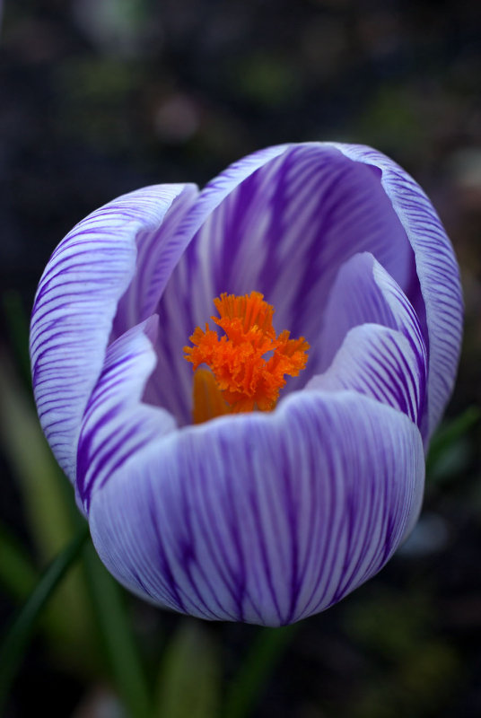 Crocus vernus