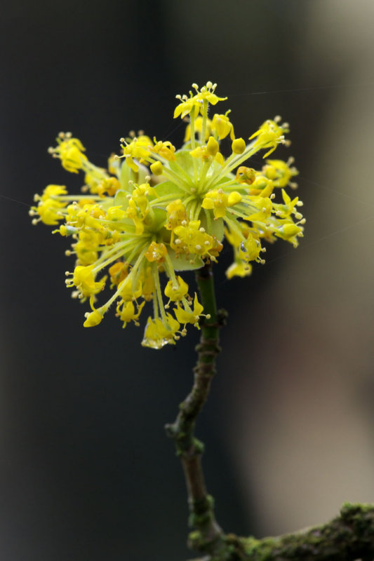 Cornus mas