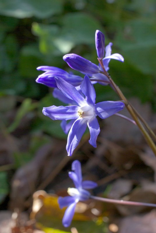 Chionodoxa gigantea