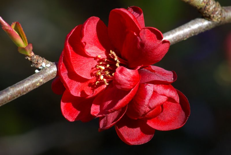 Chaenomeles japonica