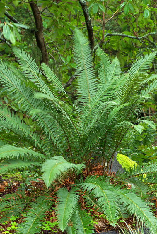 Polystichum munitum