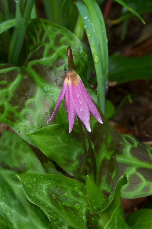 Erythronium revolutum