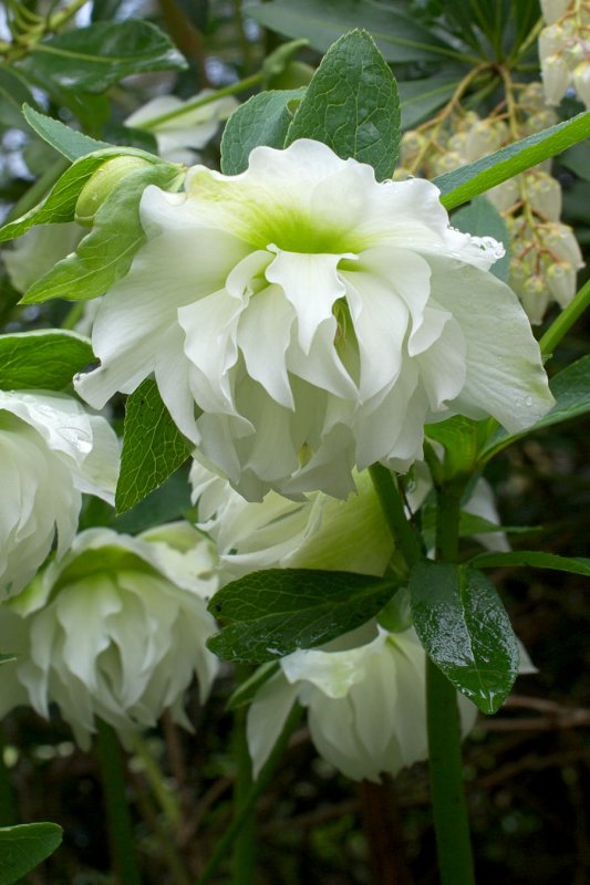 Helleborus x. hybridus