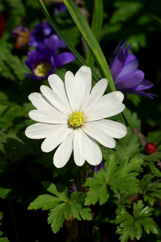 Anemone blanda