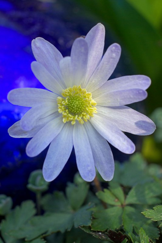 Anemone blanda