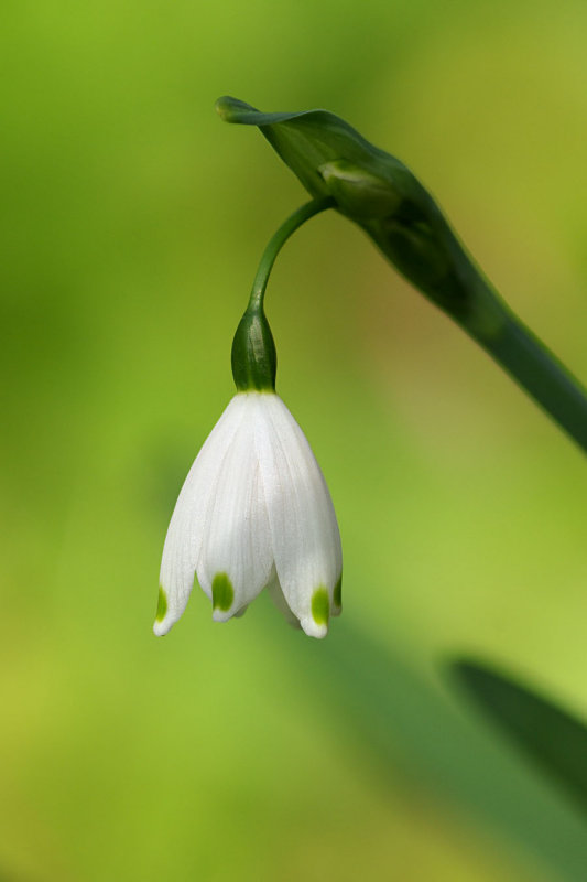 Leucojum vernum var. vernum