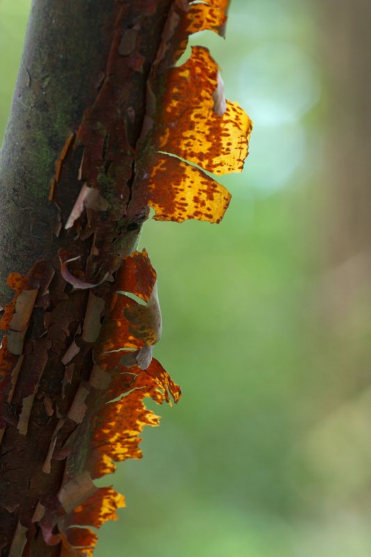 Acer griseum