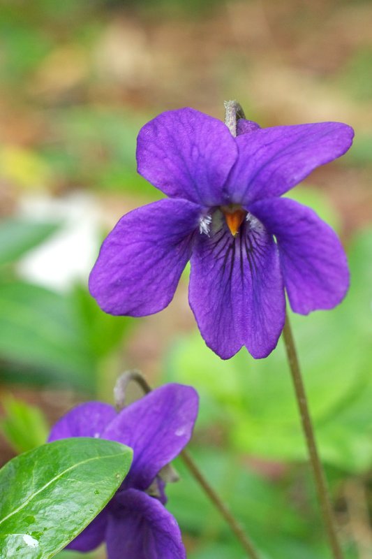 Viola odorata
