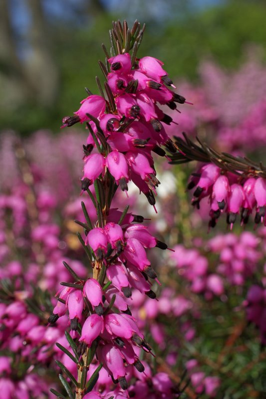 pink heather