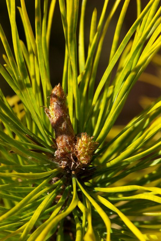 Pinus contorta var. latifolia