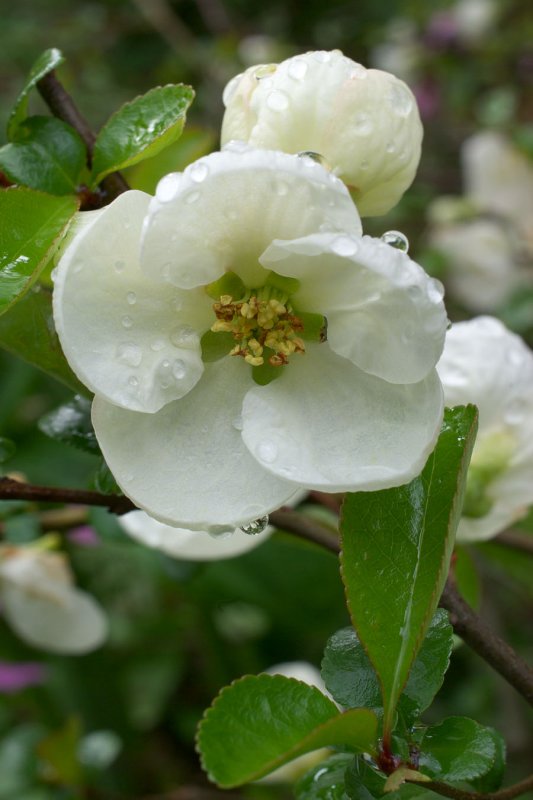 Chaenomeles japonica Alba