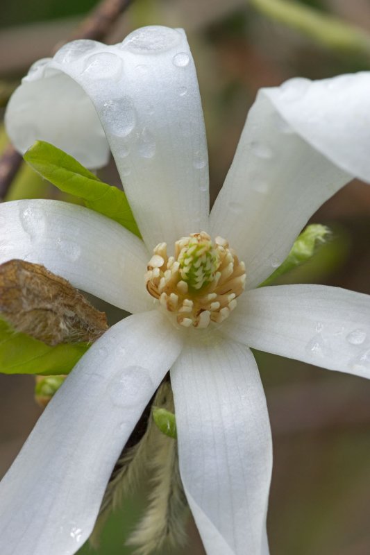 Magnolia kobus