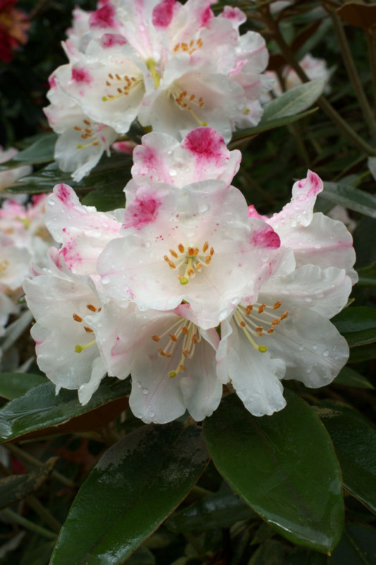 Rhododendrum pachysanthum