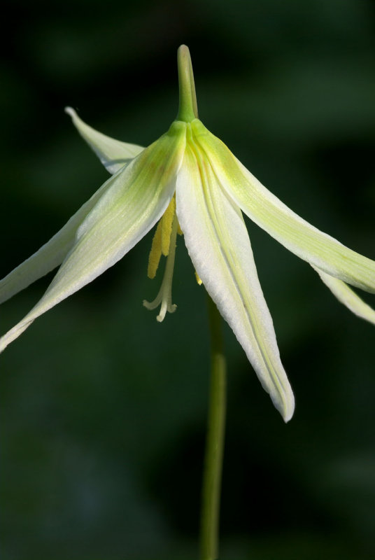 Erythronium oregonum