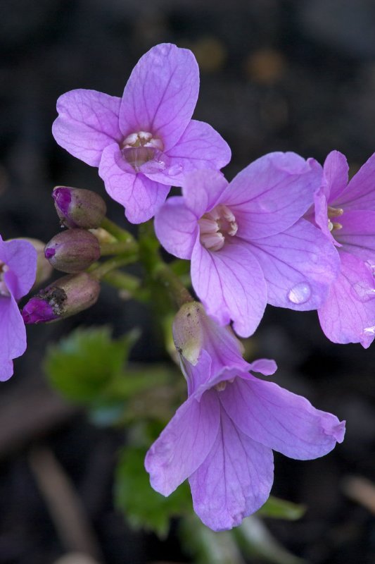 Cardamine pentaphylla