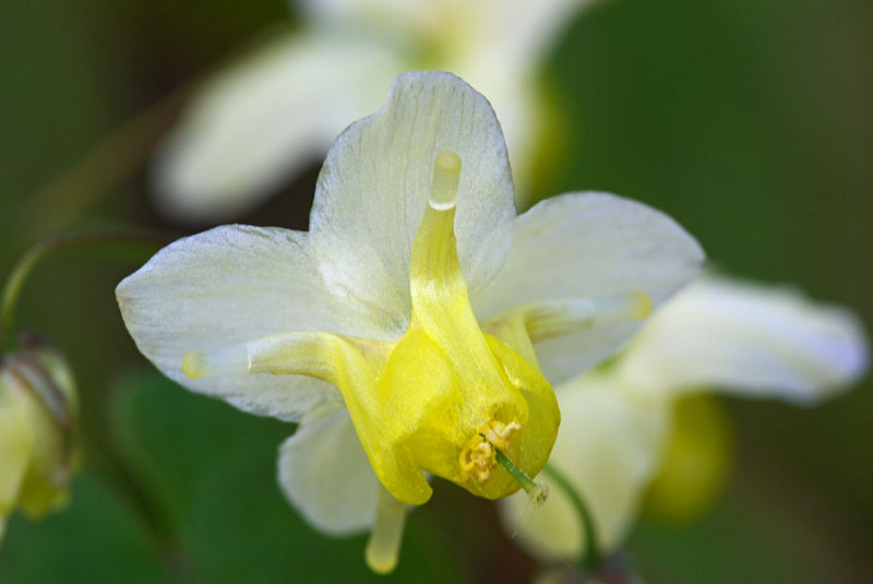 Epimedium x versicolor