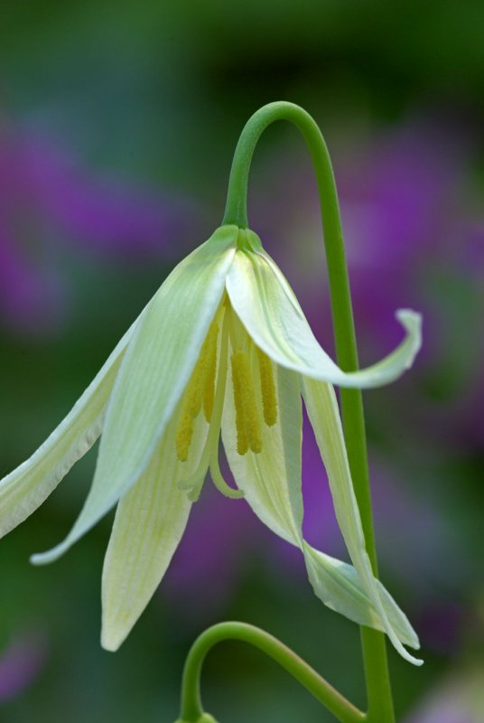 Erythronium oregonum