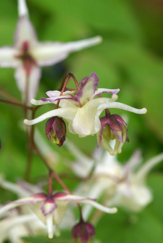 Epimedium grandiflorum
