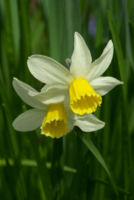 Narcissus   Jack Snipe