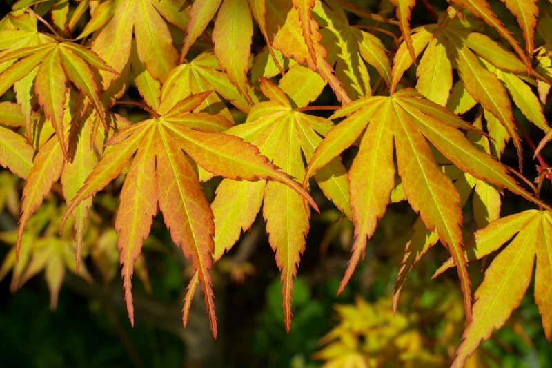 Acer palmatum Katsura