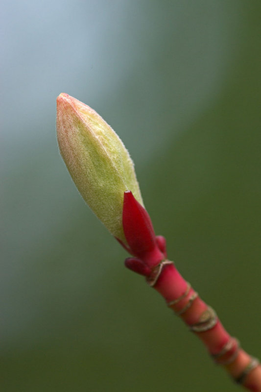 Acer pensylvanicum Erythrocladum