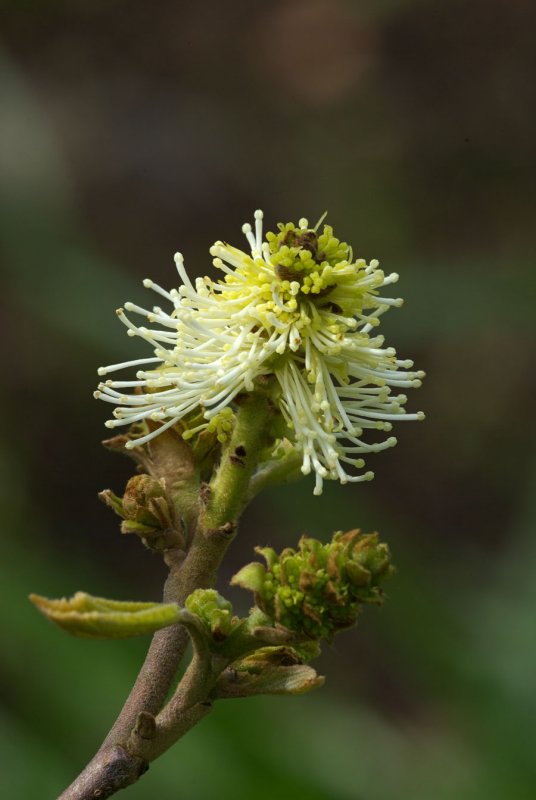 Fothergilla gardenii